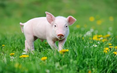 little pink pig, funny animals, farm, pig in green grass, cute animals, pigs