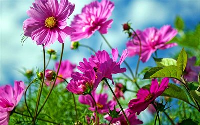 Cosmeya, blue sky, bokeh, purple flowers, summer, beautiful flowers, Cosmos