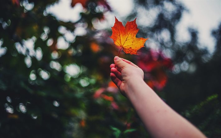 leaf in hand, autumn, bokes, orange leaf, forest