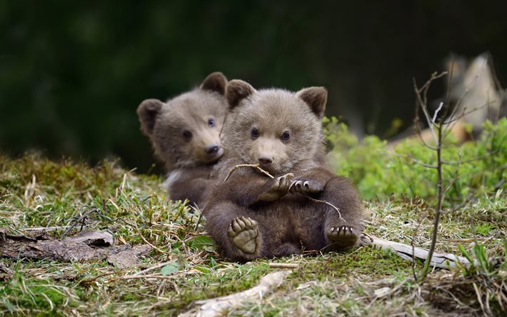 små björnar, söta djur, brunbjörn, björnar, skog, vilda djur