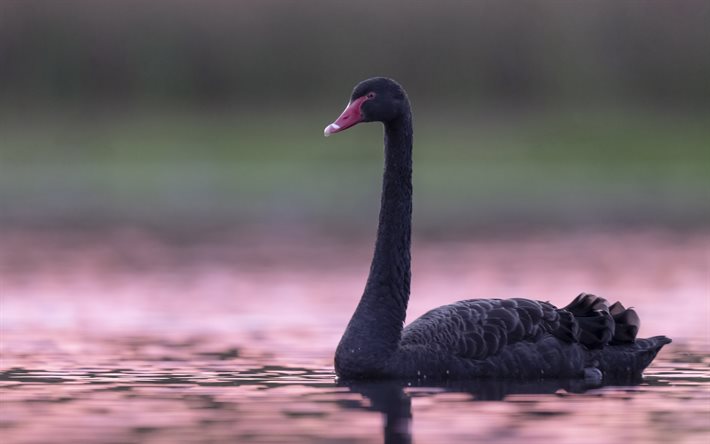 black swan, evening, sunset, swan on the lake, swans, swimming swan