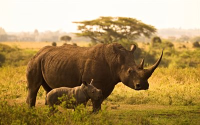 rhinos, Africa, wildlife, little rhino with mom, wild animals, rhino, evening, sunset