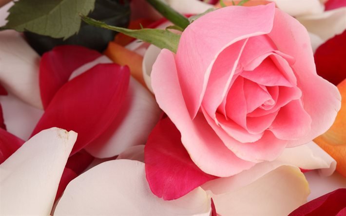 pink roses, close-up, petals