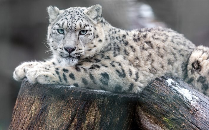 snow leopard, 4K, la fauna, los leopardos