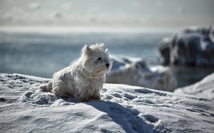 inverno, lanuginoso cane bianco, cane, cucciolo, animali, neve