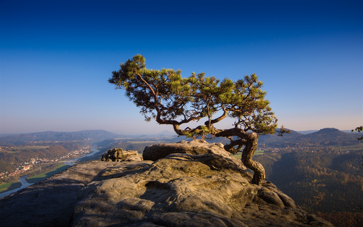 albero nella roccia, paesaggio di montagna, picco, Montagne di Arenaria dell&#39;Elba, Repubblica ceca