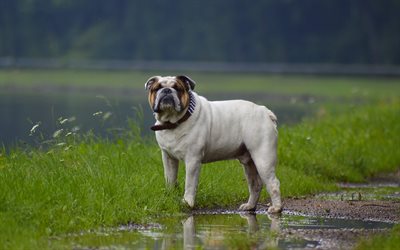 bulldog, 4k, animali domestici, pioggia, cani, animali simpatici