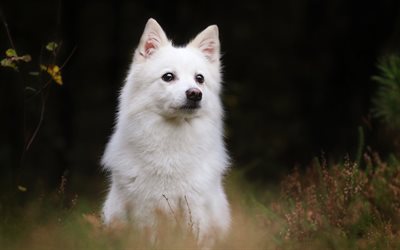 Japanese Spitz, Nihon Supittsu, cane domestico, bianco soffici cane, verde, erba, simpatici animali