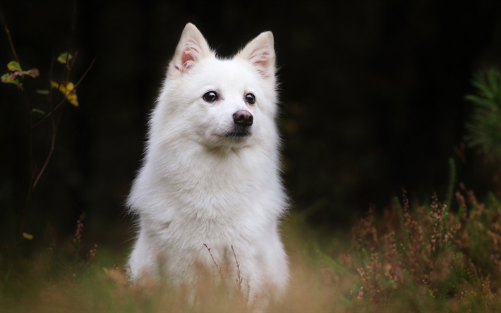 Spitz japon&#233;s Nihon Supittsu, perro dom&#233;stico, blanco esponjoso perro, hierba verde, animales lindos