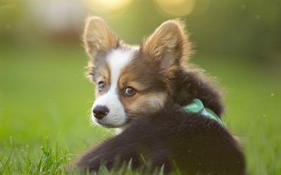 Welsh Corgi Cardigan, small dog, puppy, 4k, green grass, domestic dog