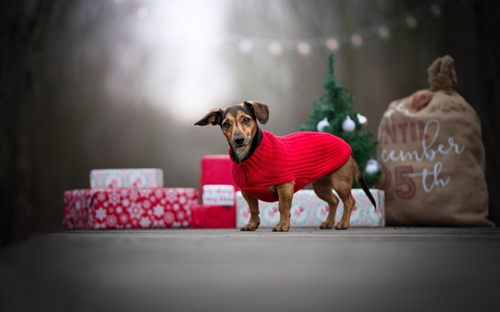 謹賀新年度の2018年, ダックスフン, 年の犬, クリスマス2018年, gif, 新しい年度の2018年, クリスマス, 犬