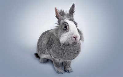 4k, coelho, animais de estima&#231;&#227;o, animais fofos, coelho cinzento, coelhos
