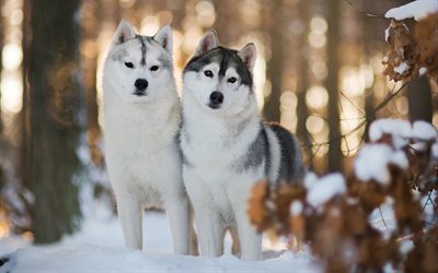 winter, husky, haustiere, hunde, wald, siberian husky