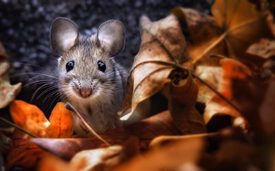 rato, outono, close-up, a vida selvagem, Muridae