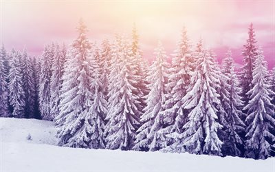 inverno, foresta, sera, paesaggio di montagna, di neve, foresta innevata