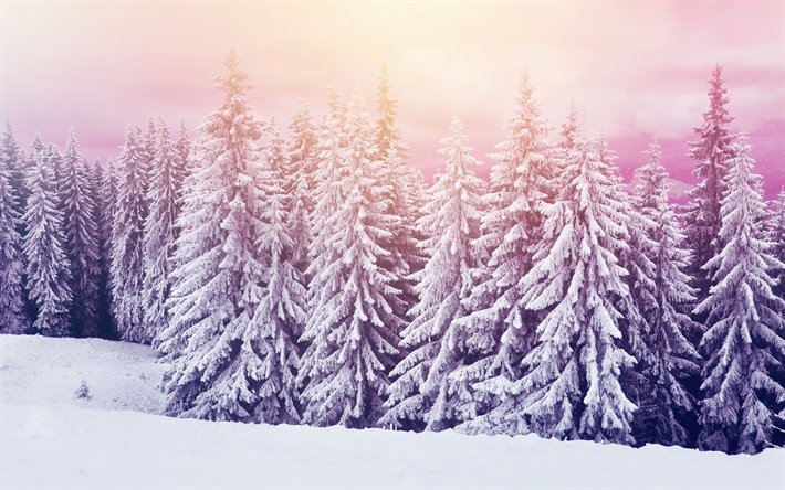 inverno, floresta, noite, paisagem de montanha, neve, floresta coberta de neve