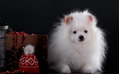 white spitz, Christmas, New Year, domestic dogs, white furry puppy