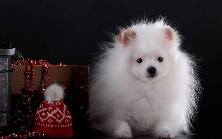 blanco spitz, Navidad, A&#241;o Nuevo, perros dom&#233;sticos, blanco cachorro peludo