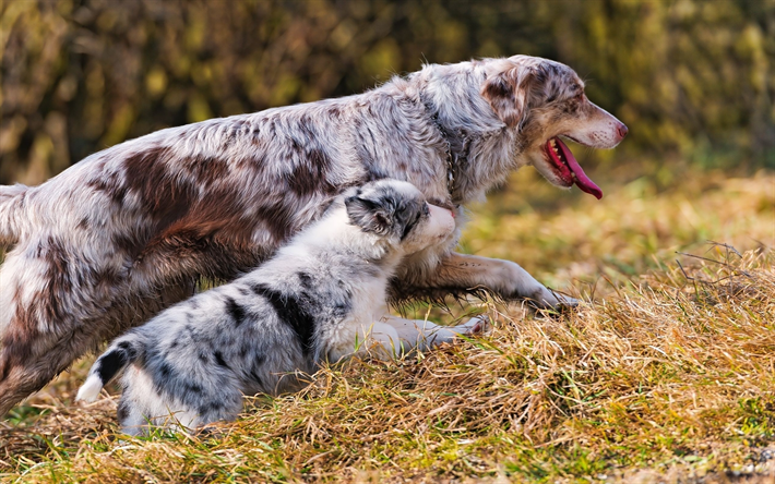 Aussies, mother and cub, dogs, pets, cute animals, Australian shepherd