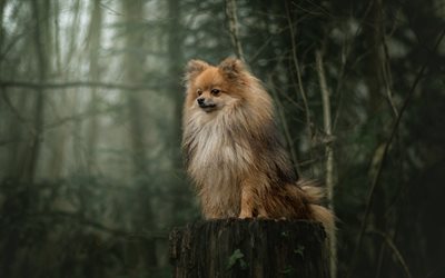 Pomeranian Spitz, furry brown dog, pets, dogs