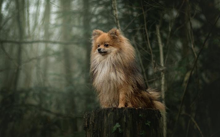 Pomerania Spitz, peludo marr&#243;n del perro, mascotas, perros