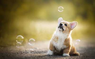 small dog, soap bubbles, domestic dog, Welsh Corgi Cardigan