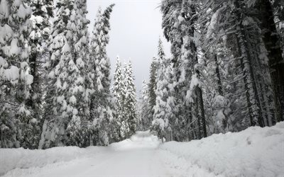 inverno, coperto di neve, foresta, strada, neve, montagna, paesaggio invernale