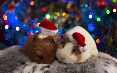guinea pigs, Christmas, New Year, funny animals, cute animals, pets, evening
