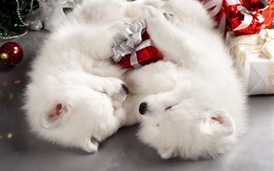 bianco soffici cuccioli, Samoyeds, il Natale, i regali del Nuovo Anno, rosso, regalo, cani in
