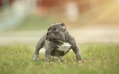 american bully, 4k, welpe, haustier, canis lupus familiaris, niedliche tiere, hunde