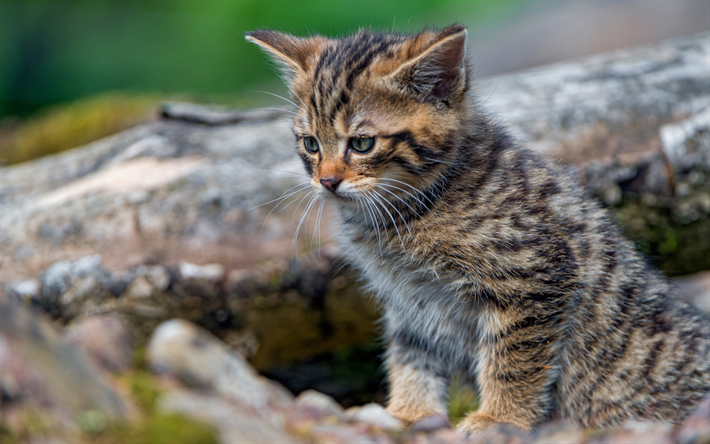 for&#234;t sauvage, chat europ&#233;en, petit chaton, mignon, animaux, faune, for&#234;t, chats
