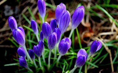 crocus, 春, 紫色の花, 近