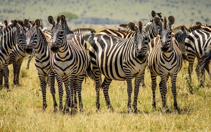 zebra, tierwelt, wiese, afrika, herde zebras