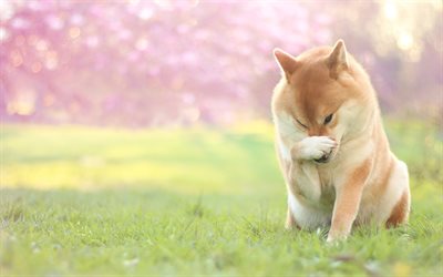 Akita Inu, big dog, pets, spring, Japanese dog, Sakura, spring garden