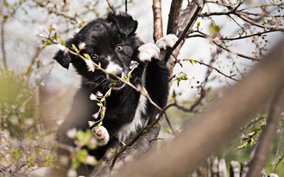 Border Collie, spring, puppy, cute animals, black dog, pets, dog on tree, black border collie, dogs, Border Collie Dog