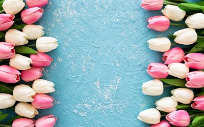frame of tulips, pink tulips, white tulips, spring flowers, tulips on a blue background, wooden blue background
