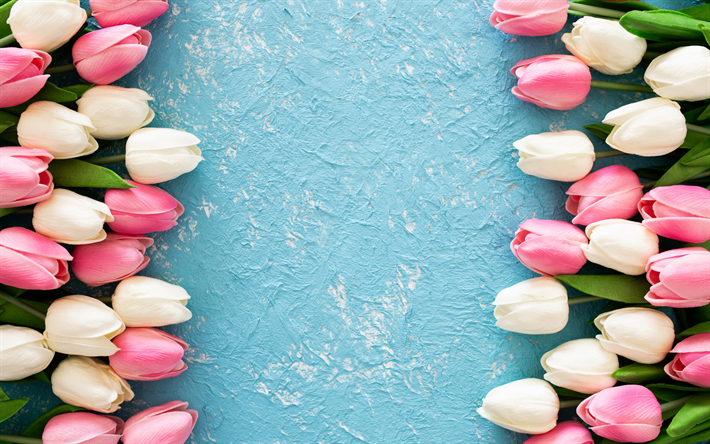 フレームのチューリップ, ピンクのチューリップ, チューリップ白, 春の花, チューリップ背景が青色, 木のブルーの背景