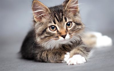 kabarık gri yavru kedi, sevimli hayvanlar, kedi, Maine Coon kitten, hayvanlar