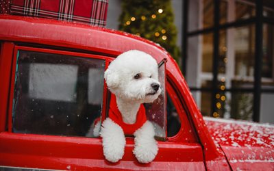 white poodle, beautiful white dog, pets, cute animals, dogs