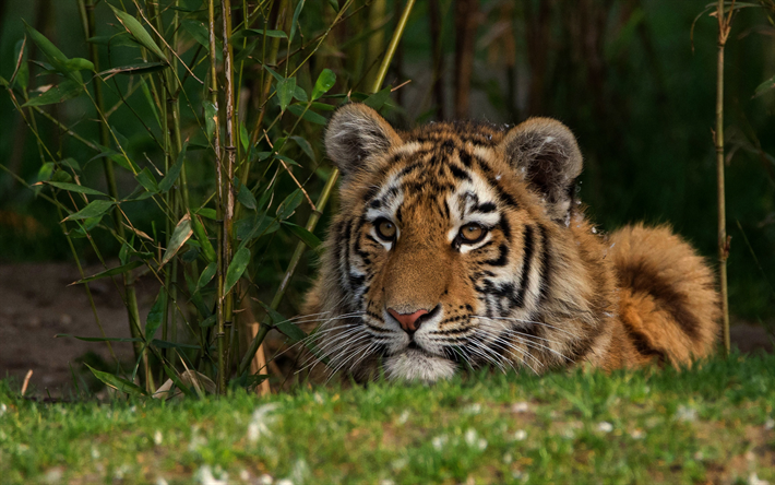 tiger, predator, wildlife, luonnonvaraisten el&#228;inten, tiikerit
