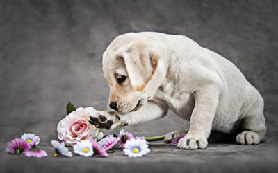 Piccolo Golden Retriever cucciolo con fiori, simpatici cani, animali domestici, piccoli labrador, Golden Retriever, triste, cane, cani, Cane, carino animali