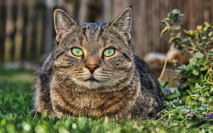 4k, アメリカShorthair猫, 近, 芝生, 国内猫, 猫と緑色の瞳を, ペット, 猫, アメリカShorthair