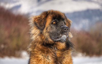 Leonberger Perro, 4k, invierno, mascotas, animales divertidos, perros, fluffy, el perro, el Leonberger