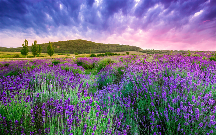 Provence, 4k, lavender, hills, sunset, France, Europe
