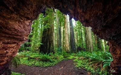 Sequoia, uzun ağa&#231;lar, eğrelti otları, orman, ABD, California, Dev Orman, Sequoia Ulusal Parkı