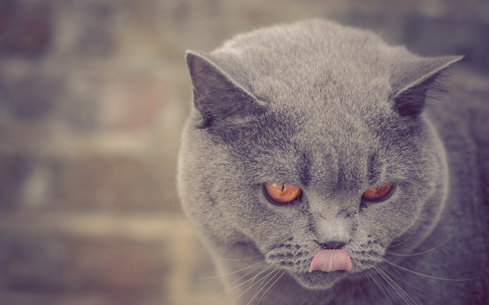 Gato British Shorthair, animais de estima&#231;&#227;o, gatos, o gato dom&#233;stico, gato cinzento, olhos amarelos, animais fofos, British Shorthair