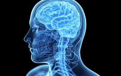 human brain, concepts, medicine, x-ray of the brain, anatomy, 3d person