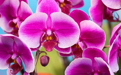 Laeliocattleya, des orchidées, des fleurs roses, Orchidaceae, fleurs tropicales, de la direction générale, plantes d'intérieur, rose orchidée