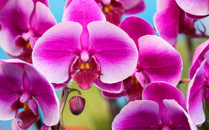 Laeliocattleya, orchids, pink flowers, Orchidaceae, tropical flowers, branch, houseplants, pink orchid