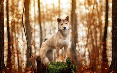 Akita Inu, forest, pets, dogs, cute animals, Akita Inu Dog